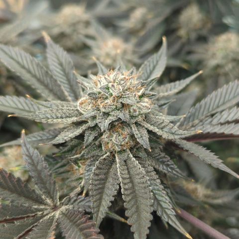 Purple Cherry Punch growlog timeline photo
