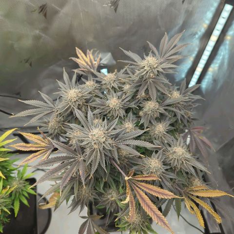 Purple Cherry Punch growlog timeline photo