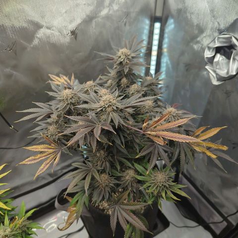 Purple Cherry Punch growlog timeline photo