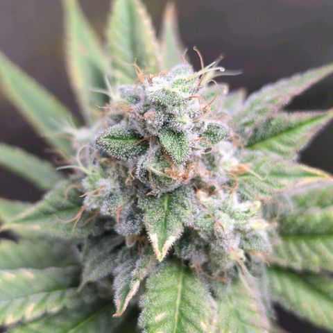 Moon Fog growlog timeline photo