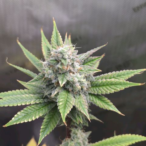 Moon Fog growlog timeline photo
