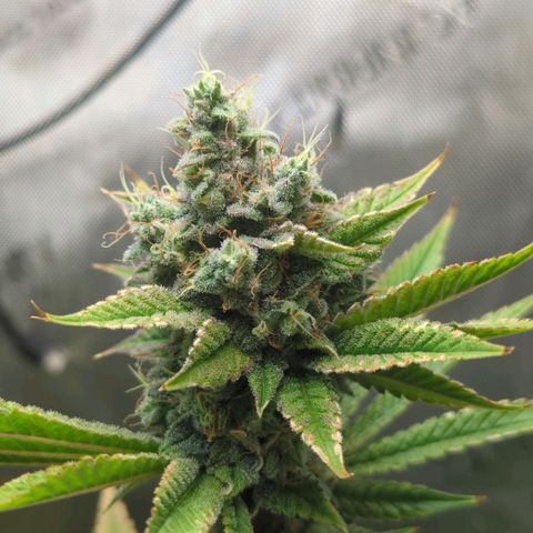 Moon Fog growlog timeline photo