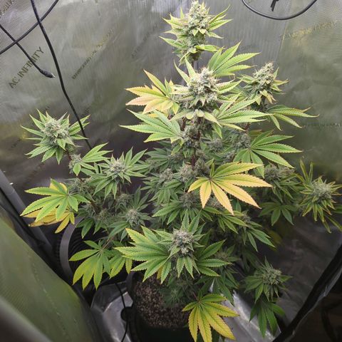 Moon Fog growlog timeline photo