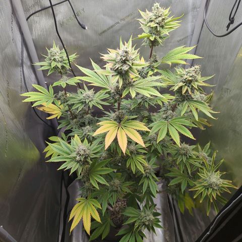 Moon Fog growlog timeline photo