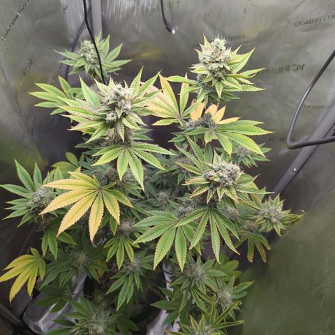 Moon Fog growlog timeline photo