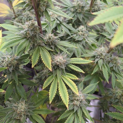 Moon Fog growlog timeline photo