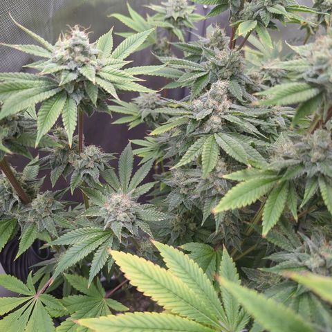 Moon Fog growlog timeline photo