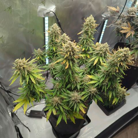 Jack Herer growlog timeline photo