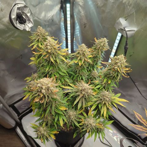 Jack Herer growlog timeline photo