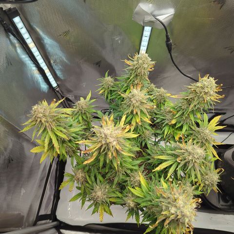 Jack Herer growlog timeline photo
