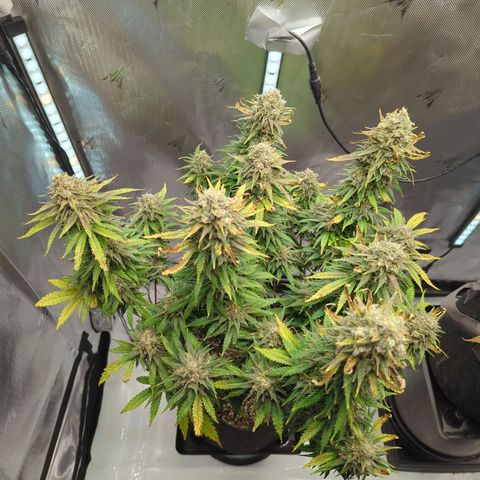 Jack Herer growlog timeline photo