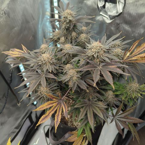 Purple Cherry Punch growlog timeline photo