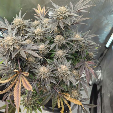 Purple Cherry Punch growlog timeline photo