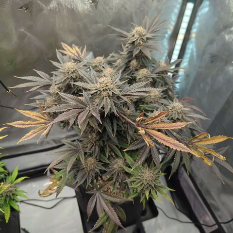 Purple Cherry Punch growlog timeline photo