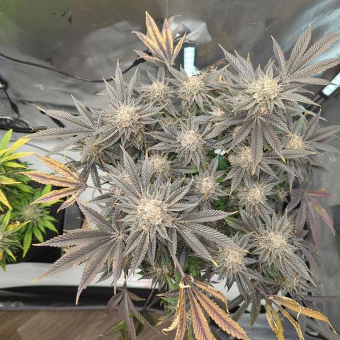 Purple Cherry Punch growlog timeline photo