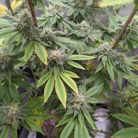 Moon Fog growlog timeline photo