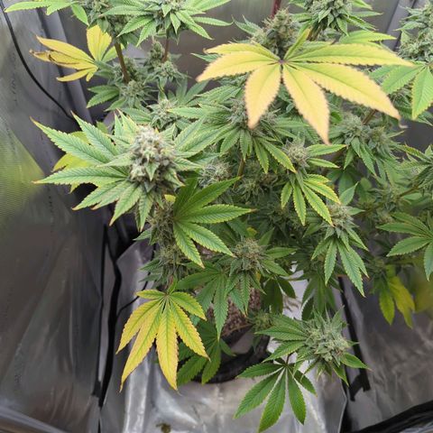 Moon Fog growlog timeline photo