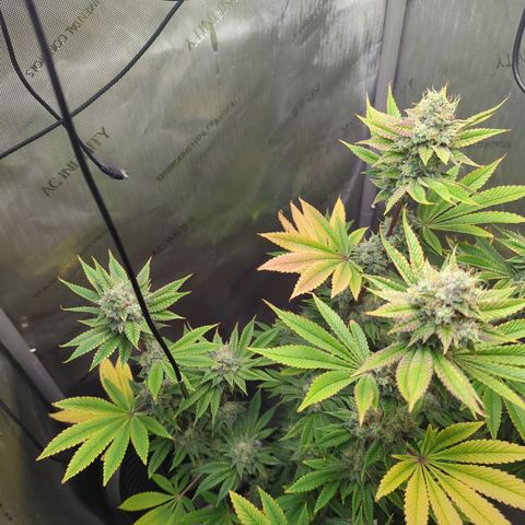 Moon Fog growlog timeline photo