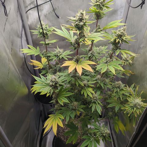 Moon Fog growlog timeline photo