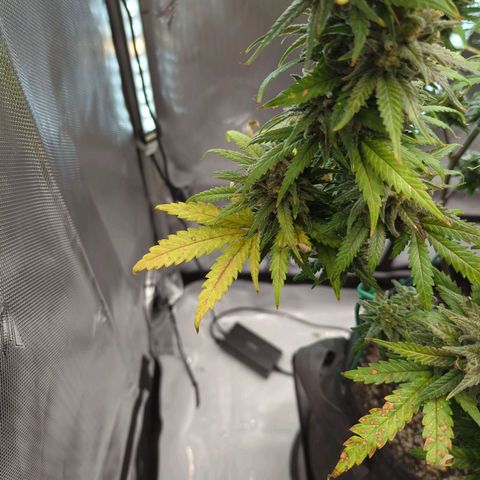 Jack Herer growlog timeline photo