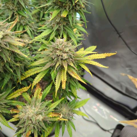 Jack Herer growlog timeline photo