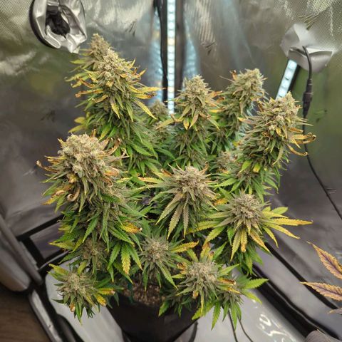 Jack Herer growlog timeline photo