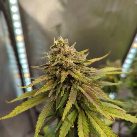 Jack Herer growlog timeline photo