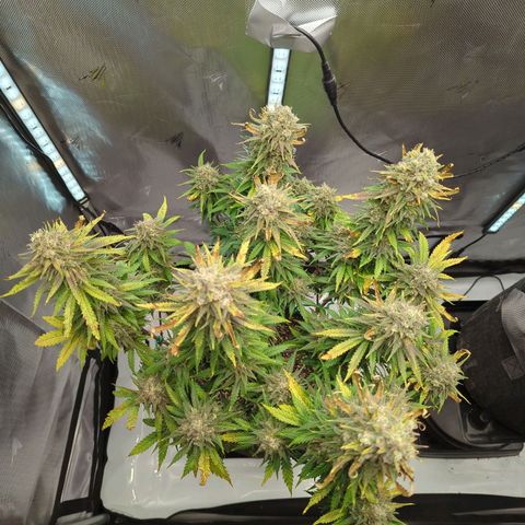 Jack Herer growlog timeline photo