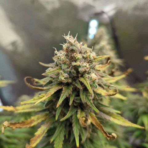 Jack Herer growlog timeline photo