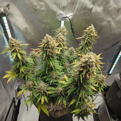 Jack Herer growlog timeline photo