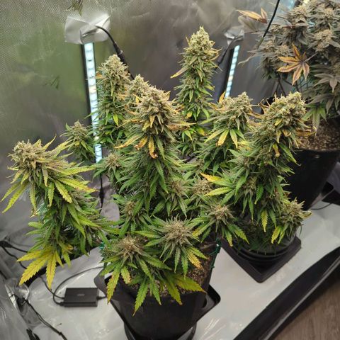 Jack Herer growlog timeline photo