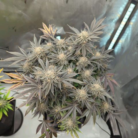 Purple Cherry Punch growlog timeline photo