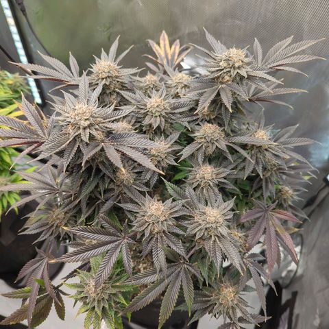 Purple Cherry Punch growlog timeline photo