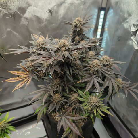 Purple Cherry Punch growlog timeline photo