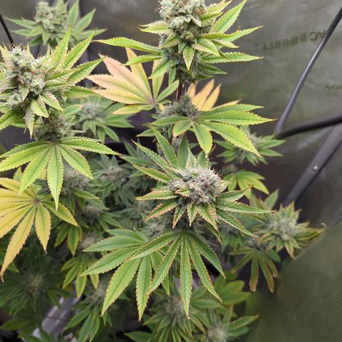 Moon Fog growlog timeline photo