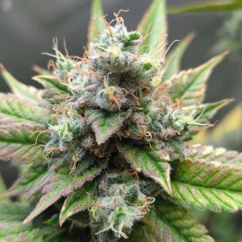 Moon Fog growlog timeline photo