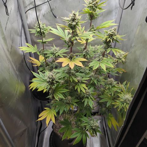 Moon Fog growlog timeline photo