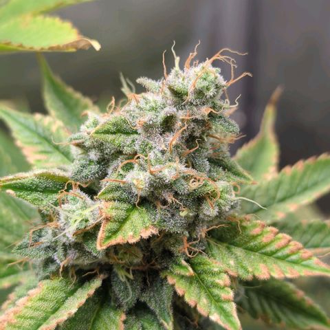 Moon Fog growlog timeline photo