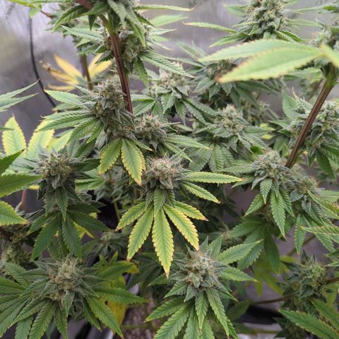 Moon Fog growlog timeline photo