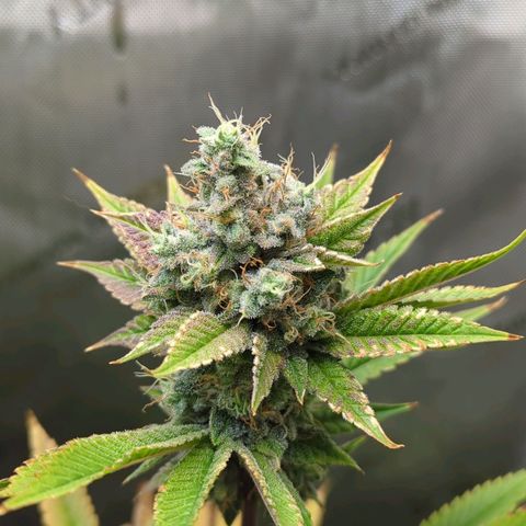 Moon Fog growlog timeline photo