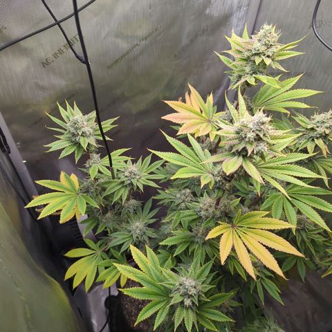 Moon Fog growlog timeline photo