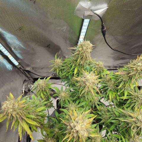 Jack Herer growlog timeline photo