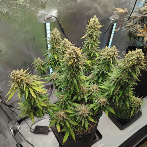 Jack Herer growlog timeline photo