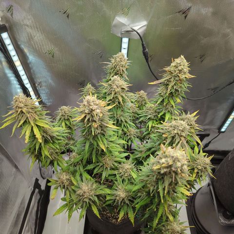 Jack Herer growlog timeline photo