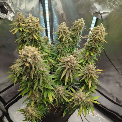 Jack Herer growlog timeline photo