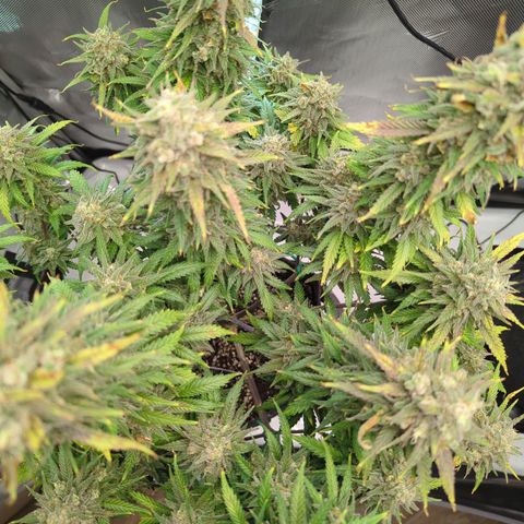 Jack Herer growlog timeline photo