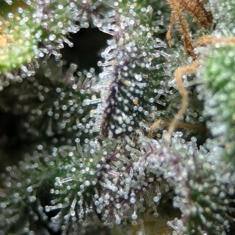 Jack Herer growlog timeline photo