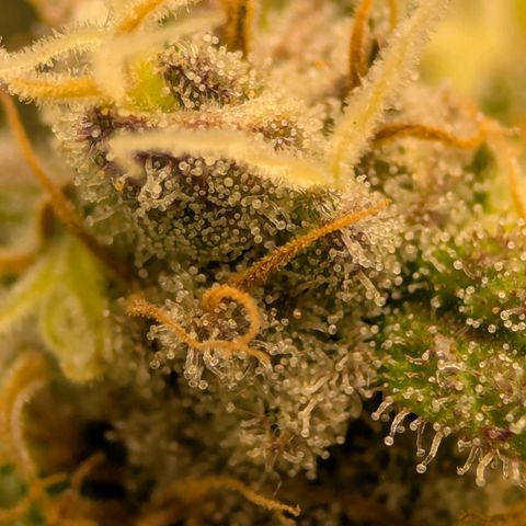 Jack Herer growlog timeline photo