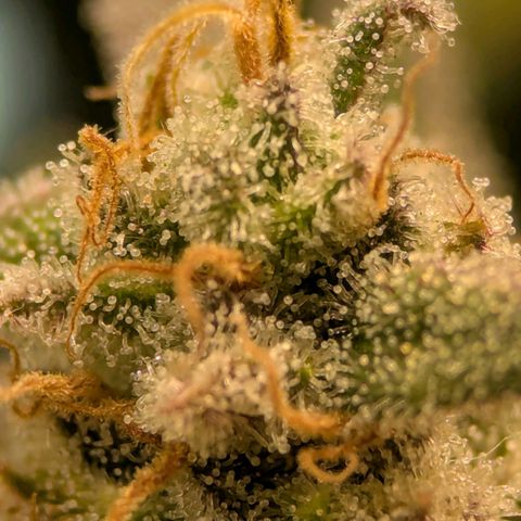 Jack Herer growlog timeline photo