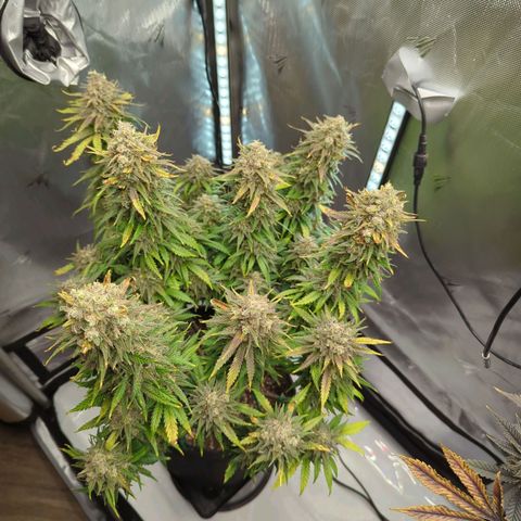 Jack Herer growlog timeline photo